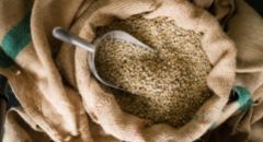 coffee-beans-seeds