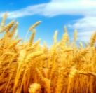 wheat-field-blue-sky