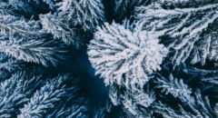 frosted-pines