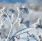 frosted-plant-closeup