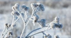 frosted-plant-closeup