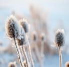 frosted-plant-closeup