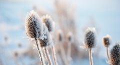 frosted-plant-closeup