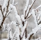 frosted-tree-branches-closeup