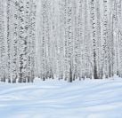 winter-aspens