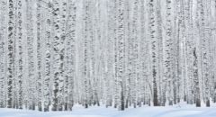 winter-aspens