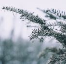 winter-pine-closeup