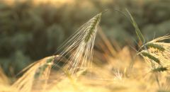grain-closeup