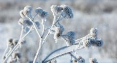 frosted-plant-closeup-240x130