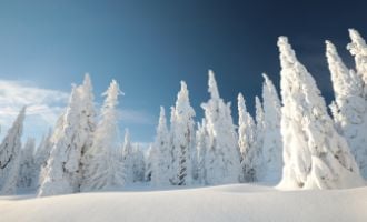 snowy-trees-330x200