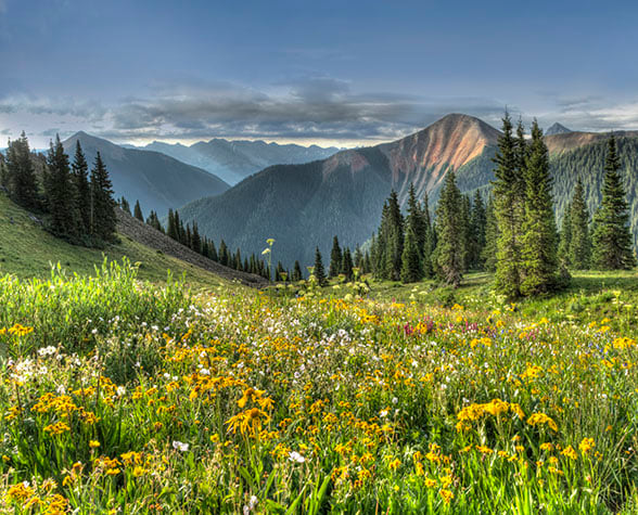 wildflower-meadow-588x475